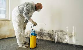 Best Biohazard Mold Removal in USA